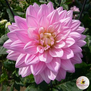ilovedahlia - buy - dahlia