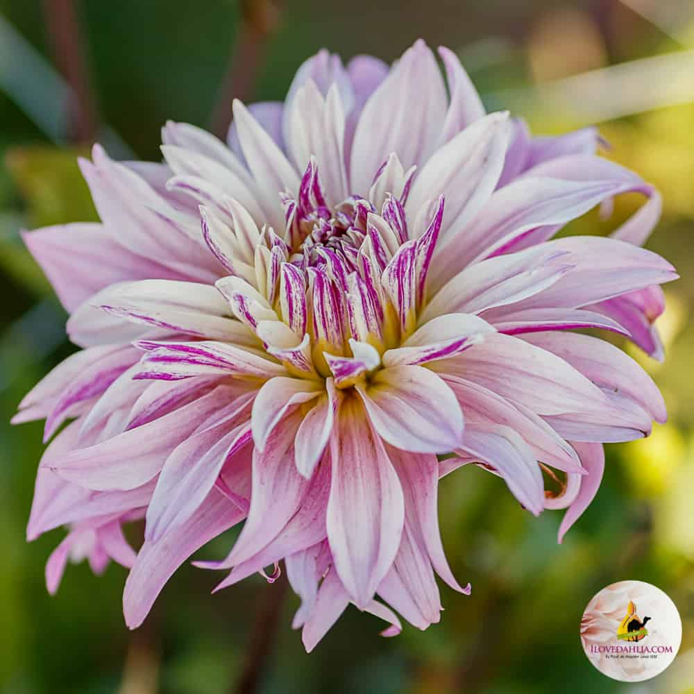 ilovedahlia - buy - dahlia