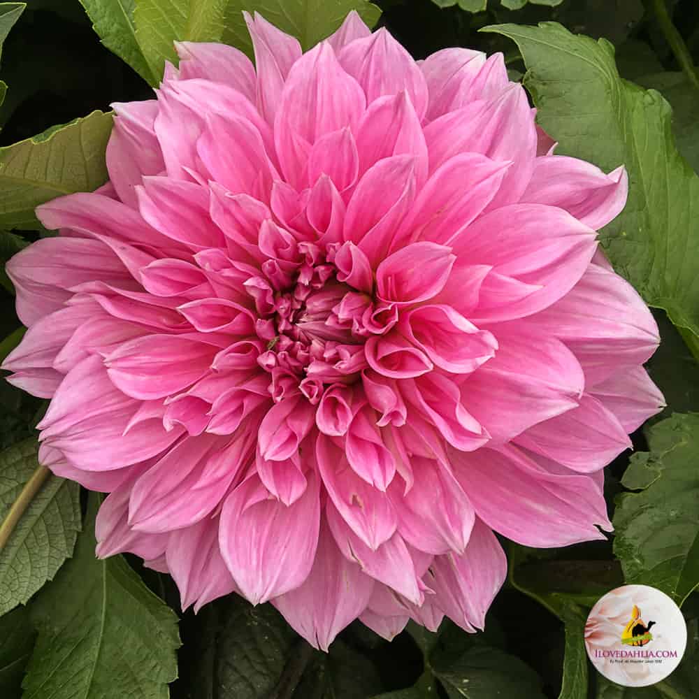 IloveDahlia Lavender Perfection