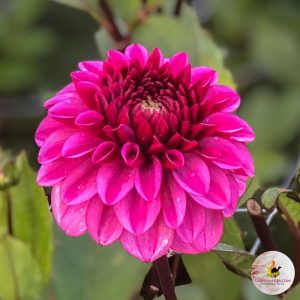 ilovedahlia - buy - dahlia
