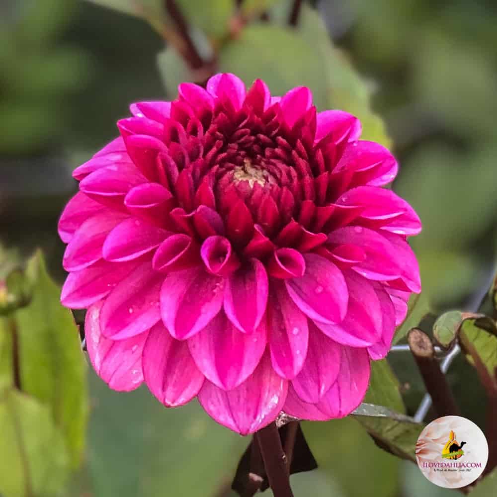 ilovedahlia - buy - dahlia