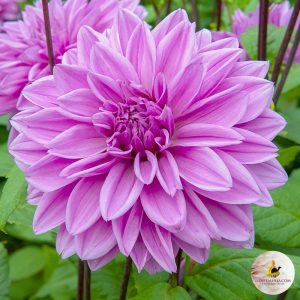 ilovedahlia - buy - dahlia