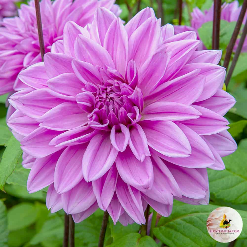 ilovedahlia - buy - dahlia