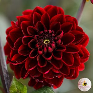 ilovedahlia - buy - dahlia