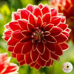 ilovedahlia - buy - dahlia