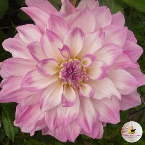 ilovedahlia - buy - dahlia