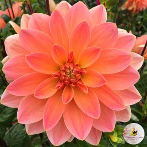 ilovedahlia - buy - dahlia