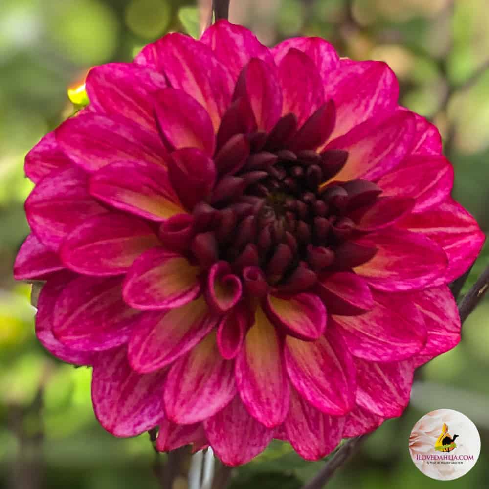 ilovedahlia - buy - dahlia