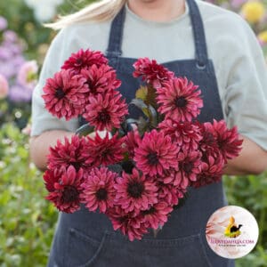 Dahlia Night Silence