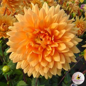 ilovedahlia - buy - dahlia