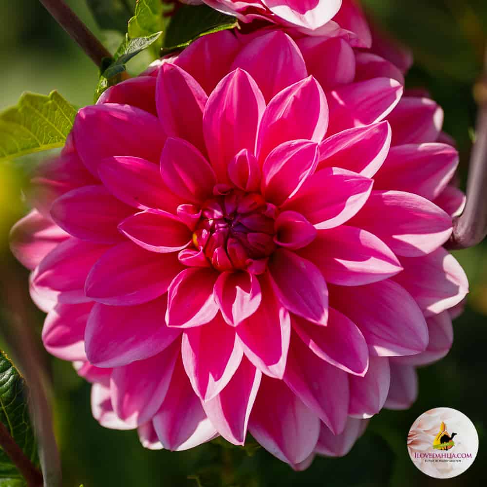 ilovedahlia - buy - dahlia