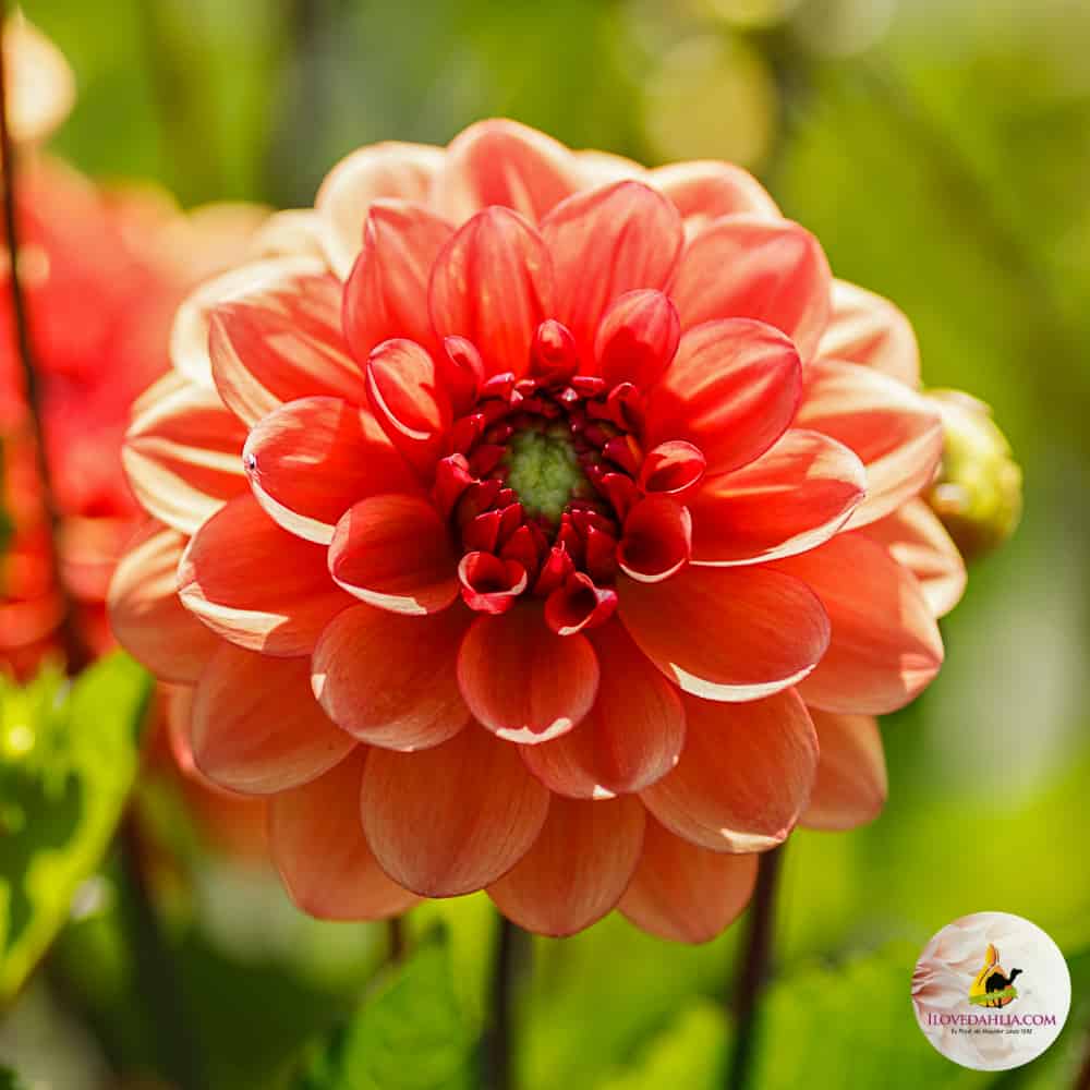 ilovedahlia - buy - dahlia