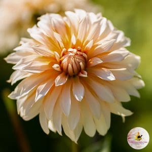 ilovedahlia - buy - dahlia