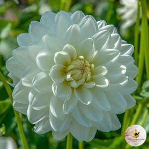 ilovedahlia - buy - dahlia