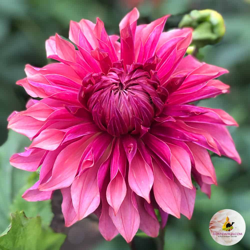 ilovedahlia - buy - dahlia