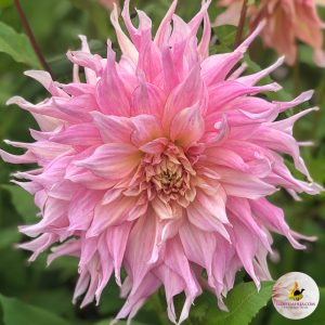 ilovedahlia - buy - dahlia