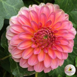 ilovedahlia - buy - dahlia