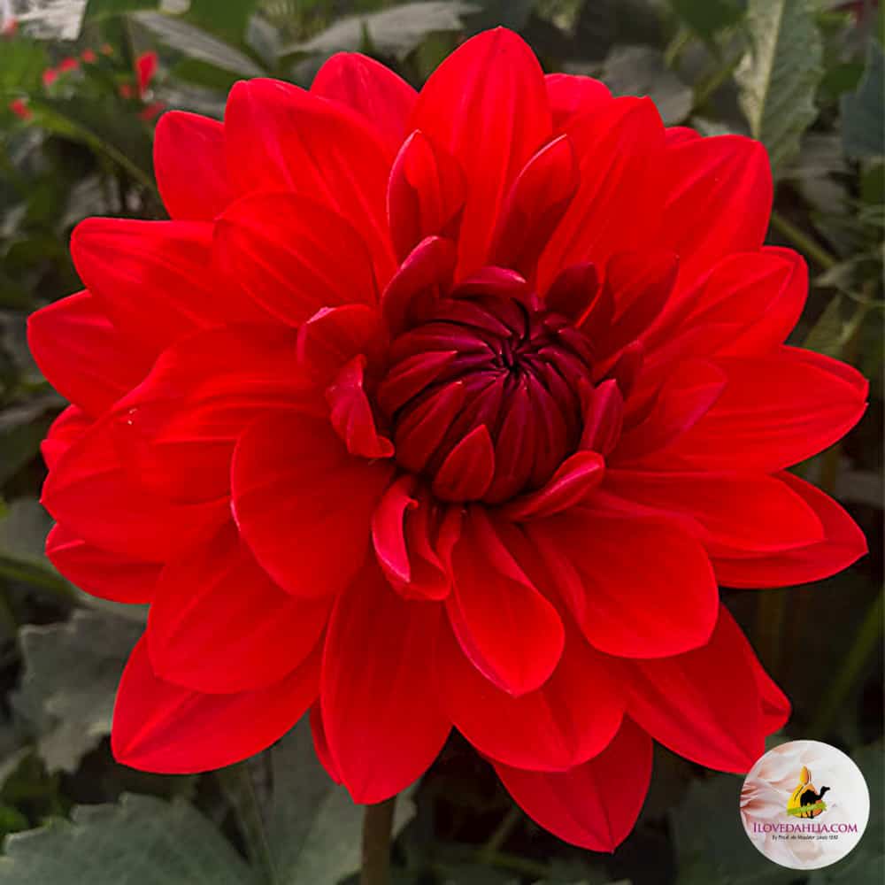 ilovedahlia - buy - dahlia