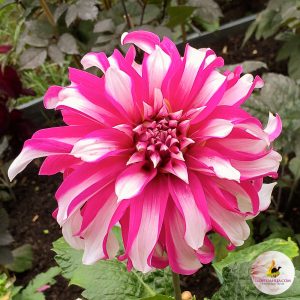 ilovedahlia - buy - dahlia