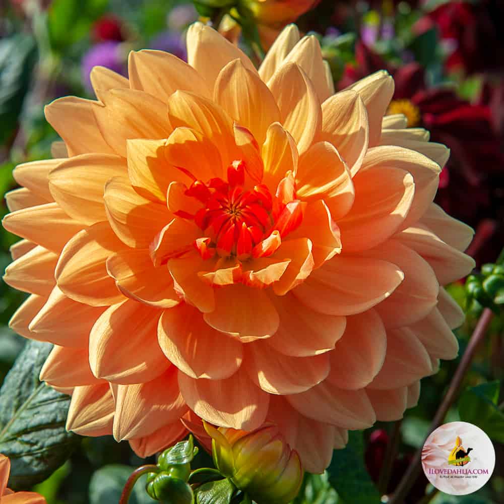 ilovedahlia - buy - dahlia