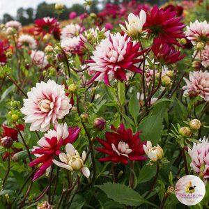 ilovedahlia - buy - dahlia