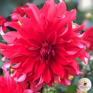 ilovedahlia - buy - dahlia