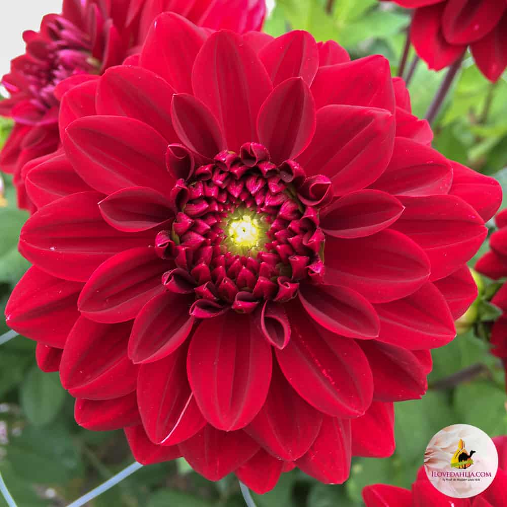 ilovedahlia - buy - dahlia