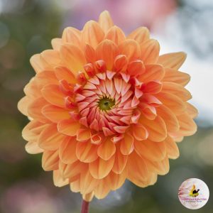 Ilovedahlia-Dahlia-Renate Tozio