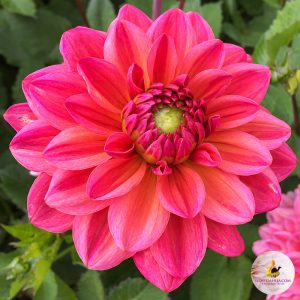 ilovedahlia - buy - dahlia