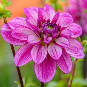 ilovedahlia - buy - dahlia