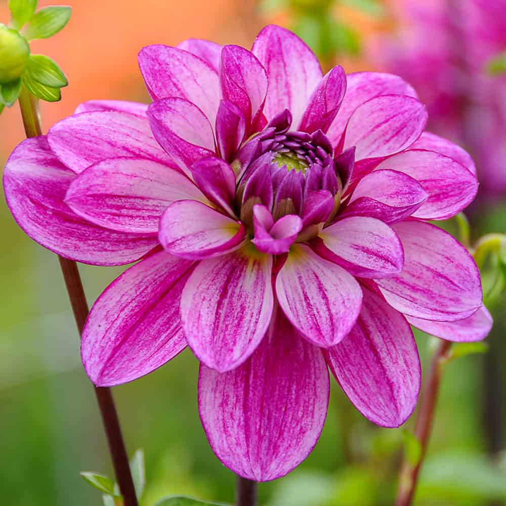 ilovedahlia - buy - dahlia