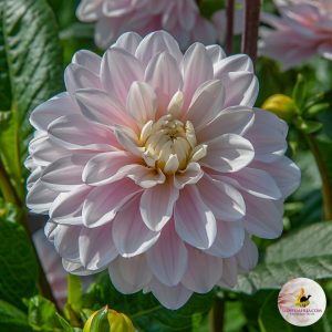 ilovedahlia - buy - dahlia