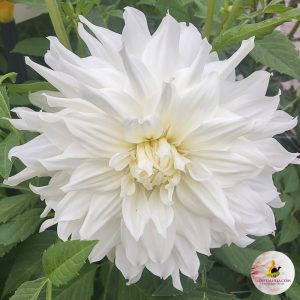 ilovedahlia - buy - dahlia