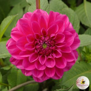 ilovedahlia - buy - dahlia