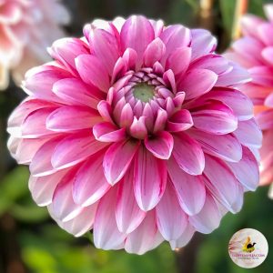 ilovedahlia - buy - dahlia