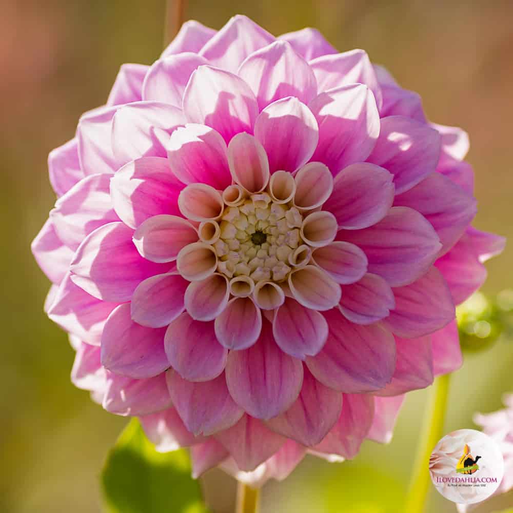 ilovedahlia - buy - dahlia