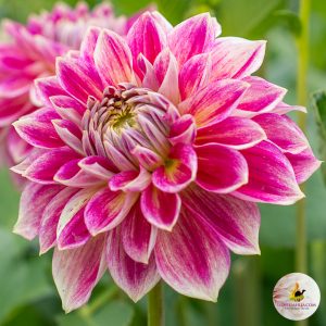ilovedahlia - buy - dahlia