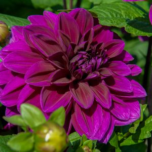 ilovedahlia - buy - dahlia