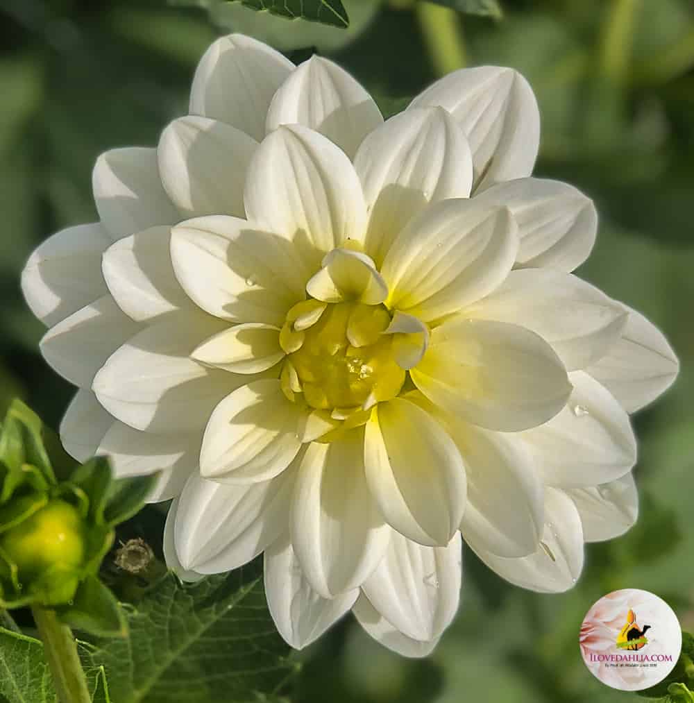 ilovedahlia - buy - dahlia