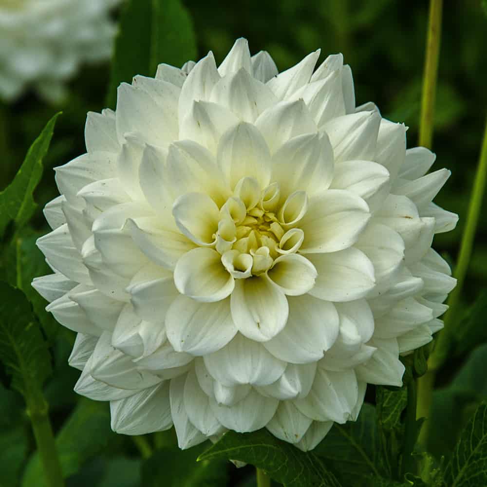 ilovedahlia - buy - dahlia