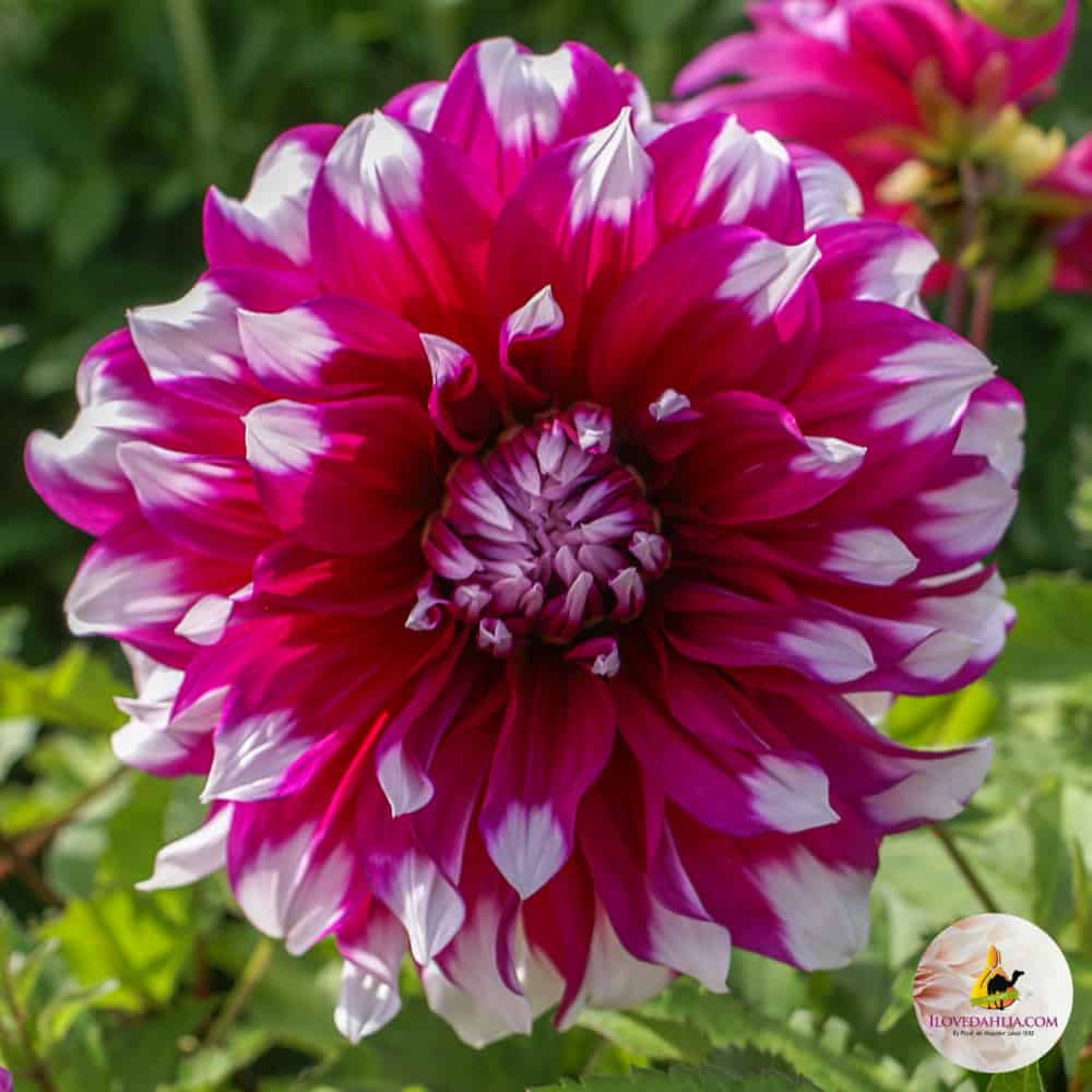 ilovedahlia - buy - dahlia - collection