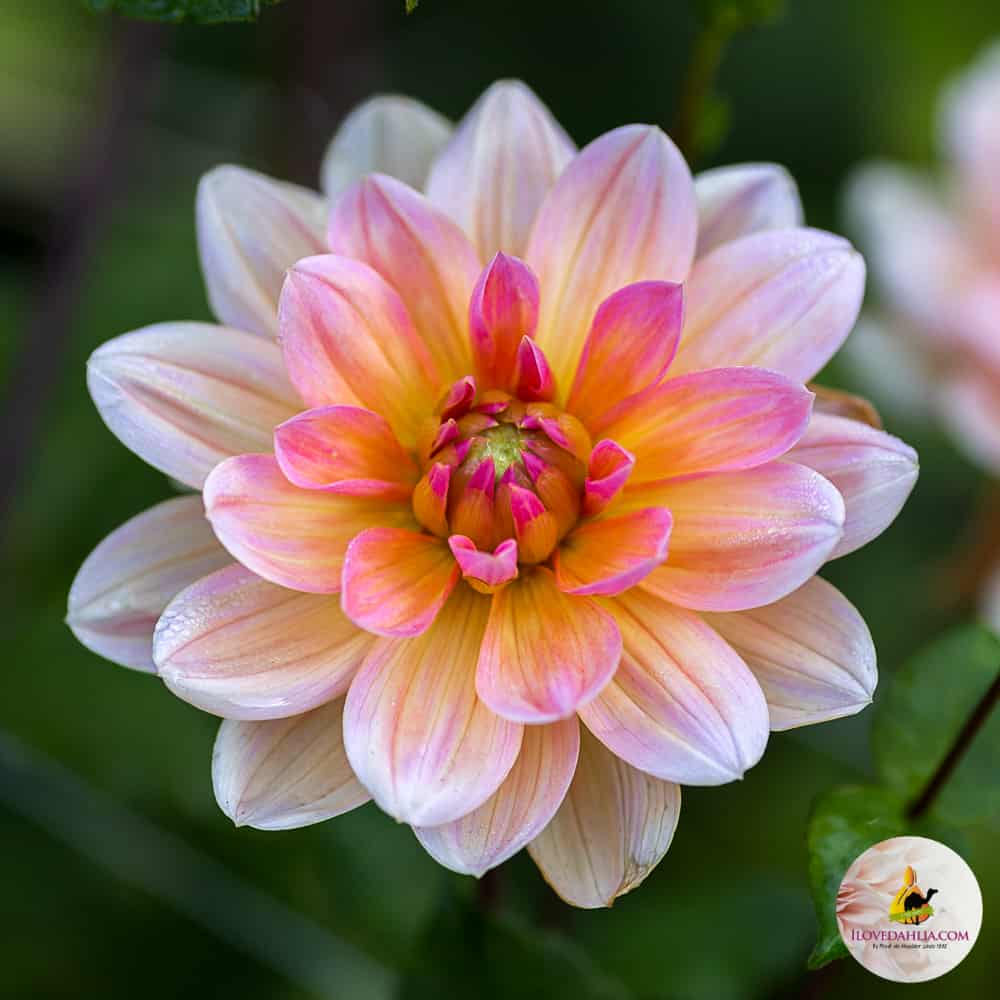 ilovedahlia - buy - dahlia