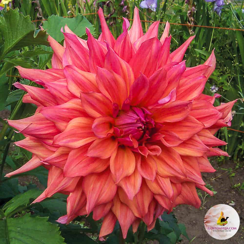 Ilovedahlia-giant-Dahlia-Belle of Barmera