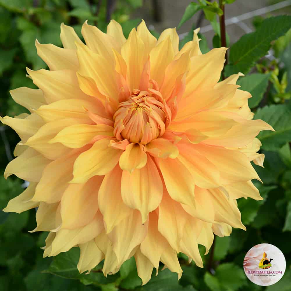 ilovedahlia - buy - dahlia