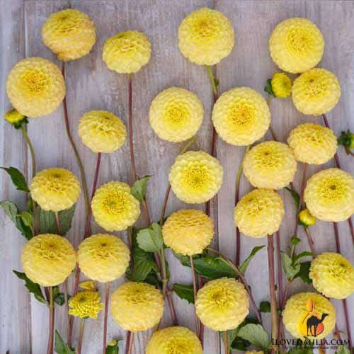 Dahlia Buttercup - Image 3