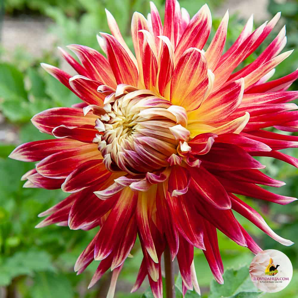 ilovedahlia - buy - dahlia