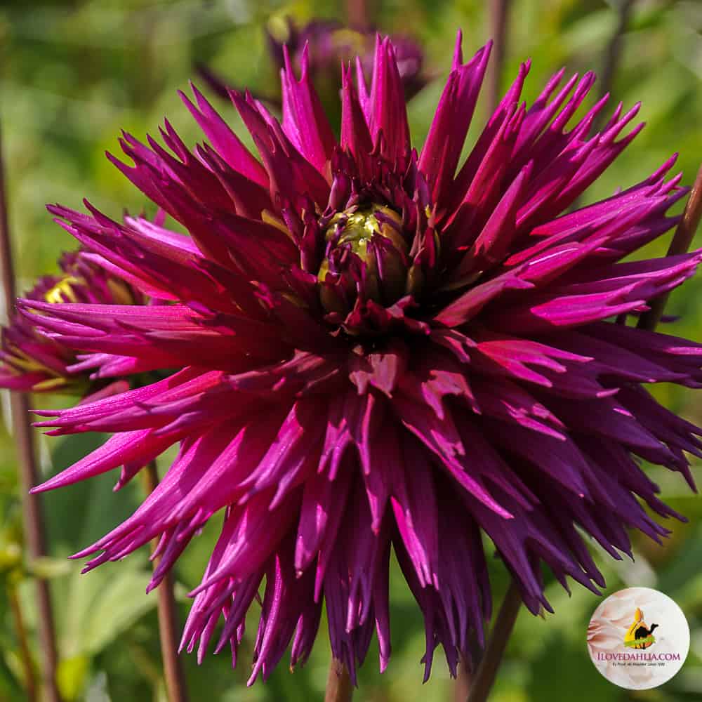 ilovedahlia - buy - dahlia