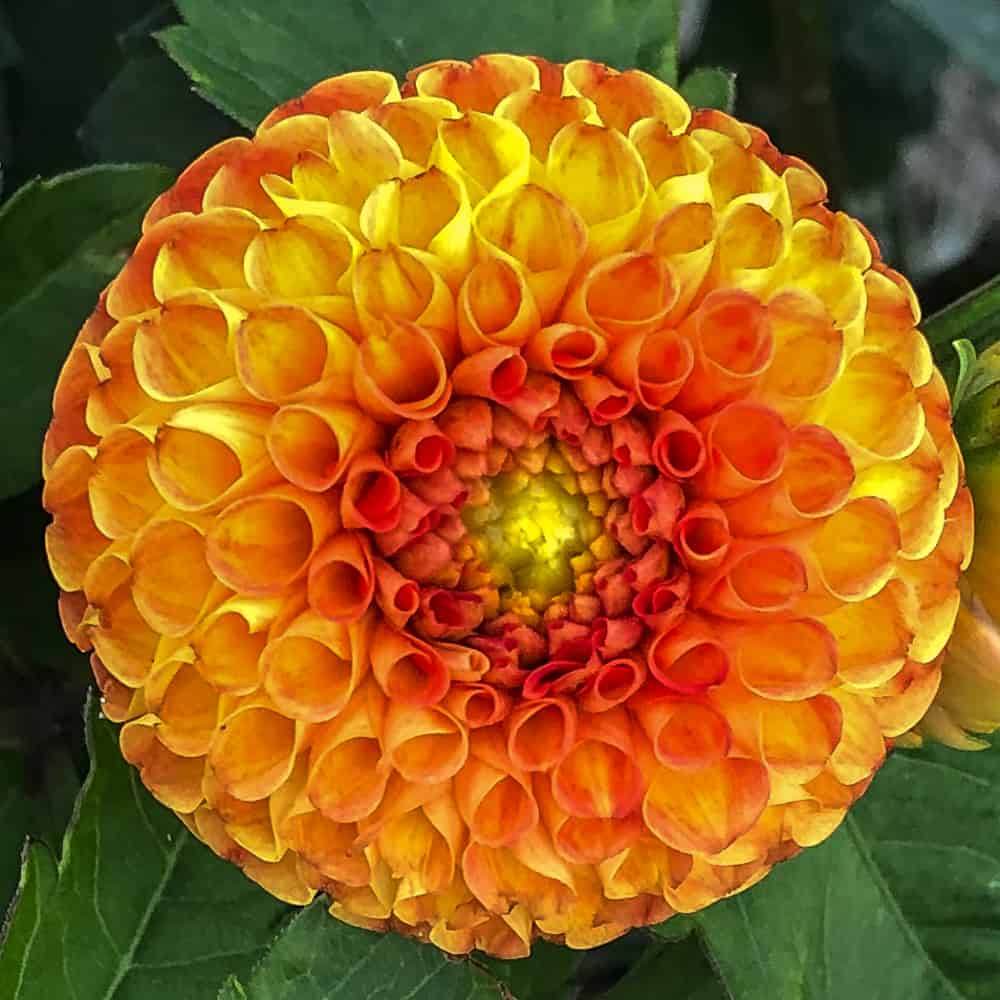 ilovedahlia - buy - dahlia