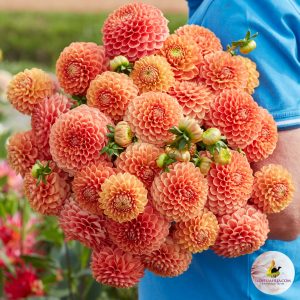 Ilovedahlia Beactrice