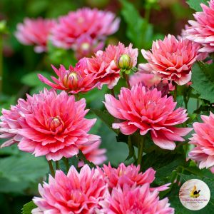 ilovedahlia - buy - dahlia